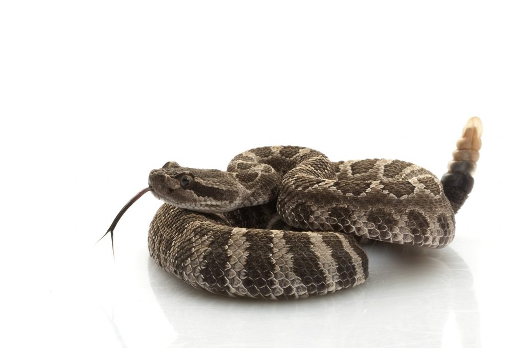 Northern Pacific Rattlesnake