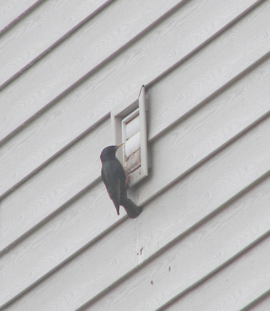 Starling Entering Bathroom
