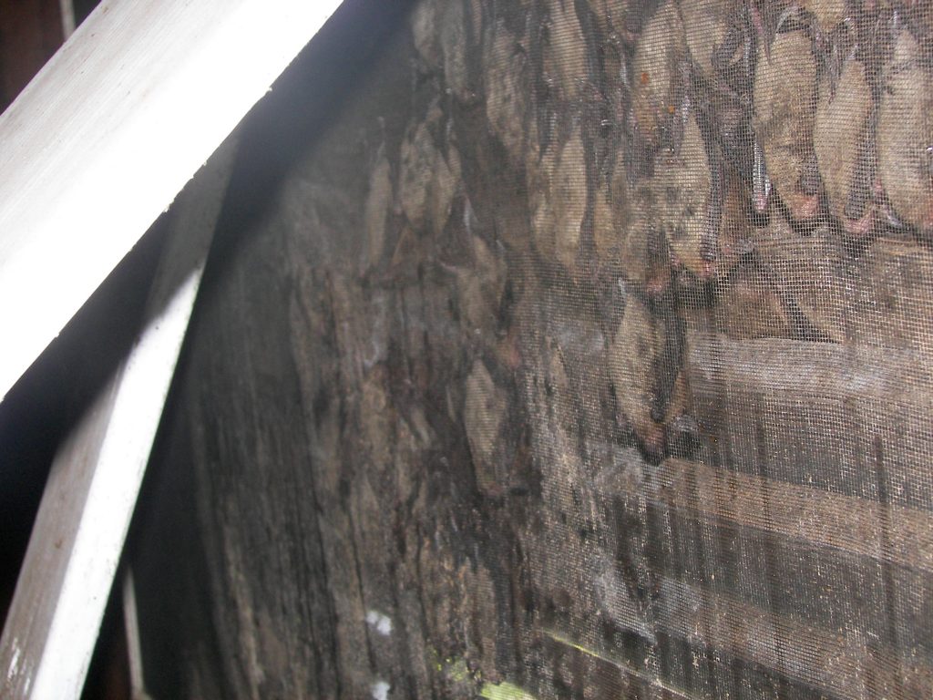 Bats in Attic