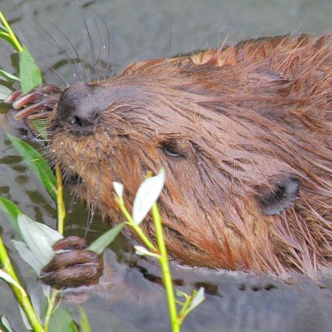 Beaver