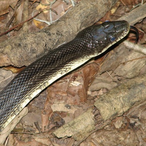 Black Rat Snake