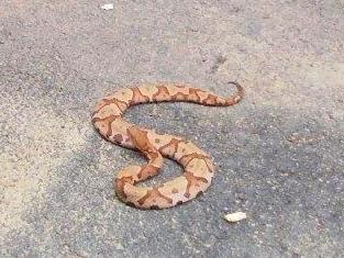 Copperhead Snake
