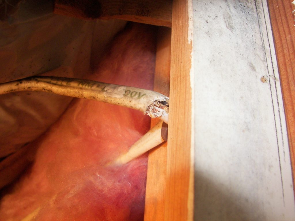 Flying squirrel electrical damage