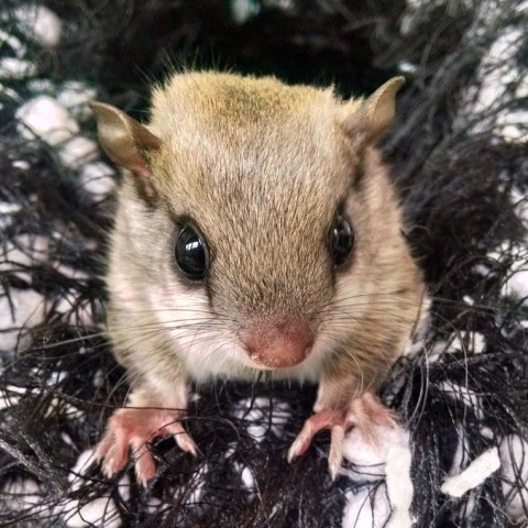 Southern Flying-squirrel