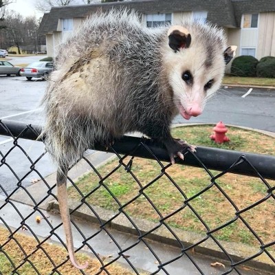 Opossum on fence