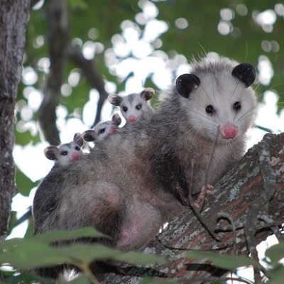 Opossum in tree
