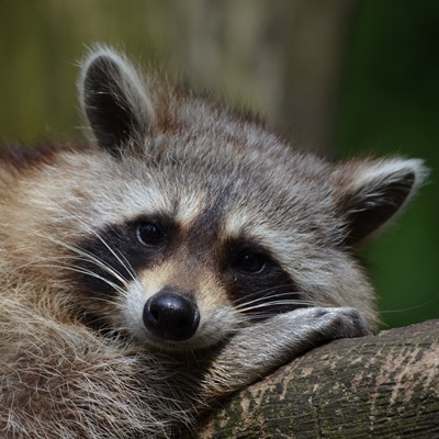 Racoon