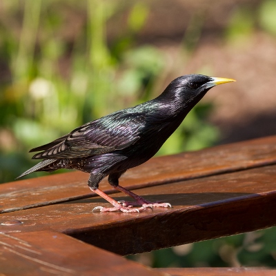 Starling